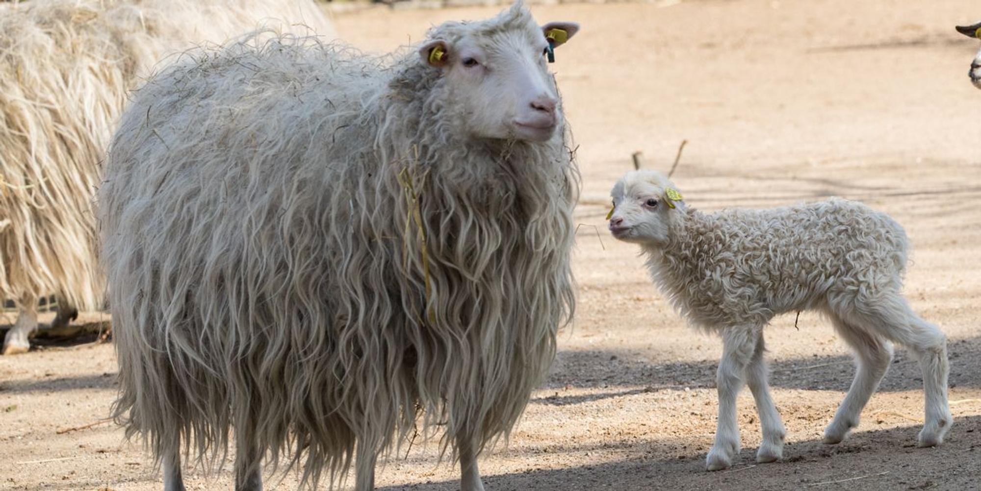 Hennes-Kind
