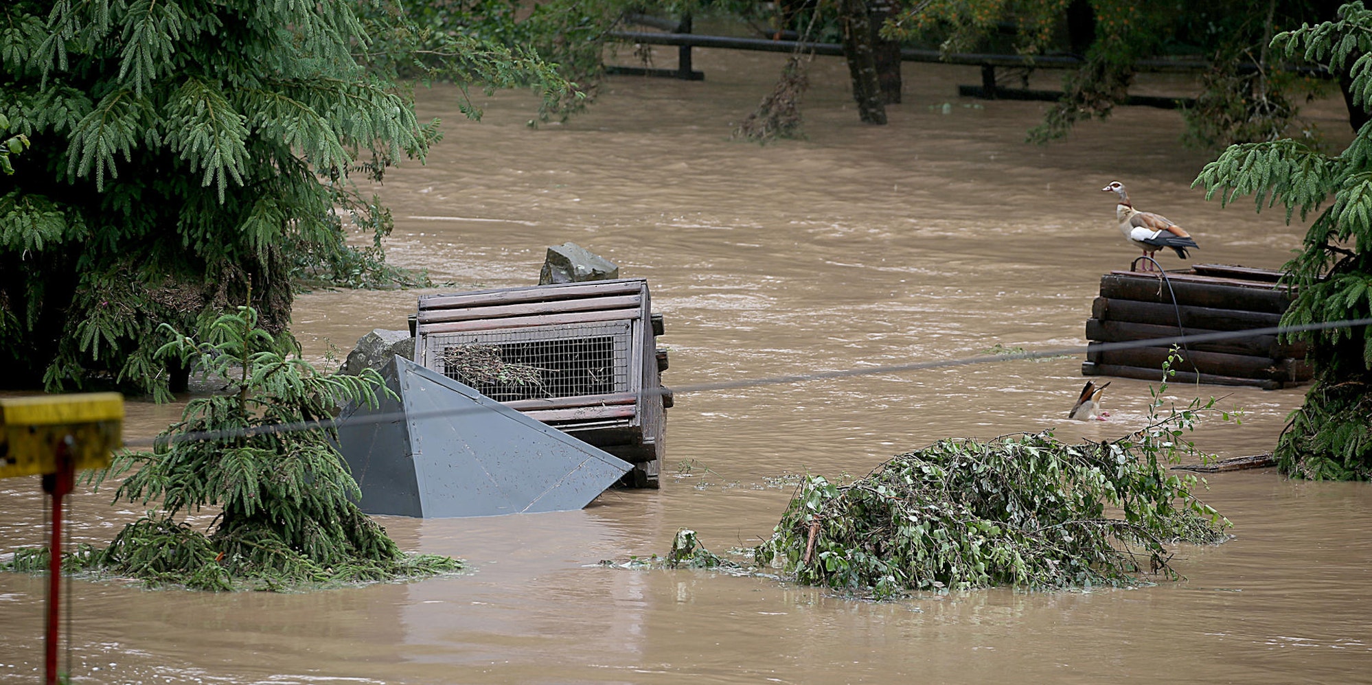 Eifel_Zoo_in_Lueneba_57521836