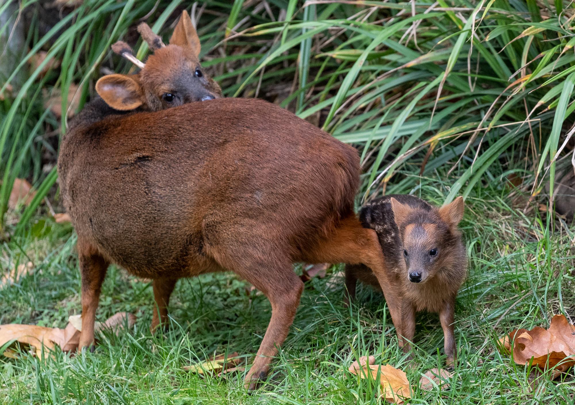 Süd-Pudu_Baby_mit_Mama