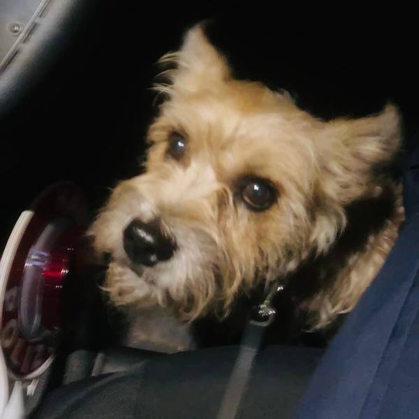 Hund lilli