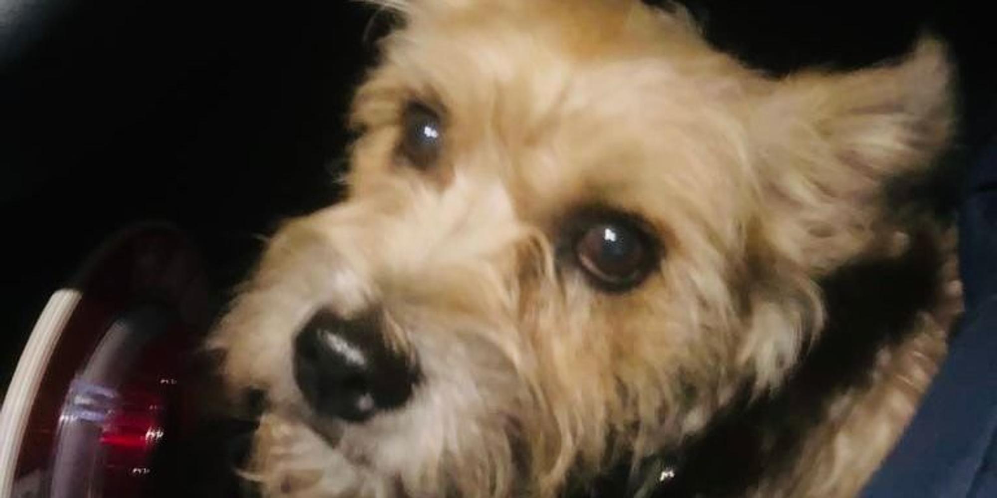 Hund lilli