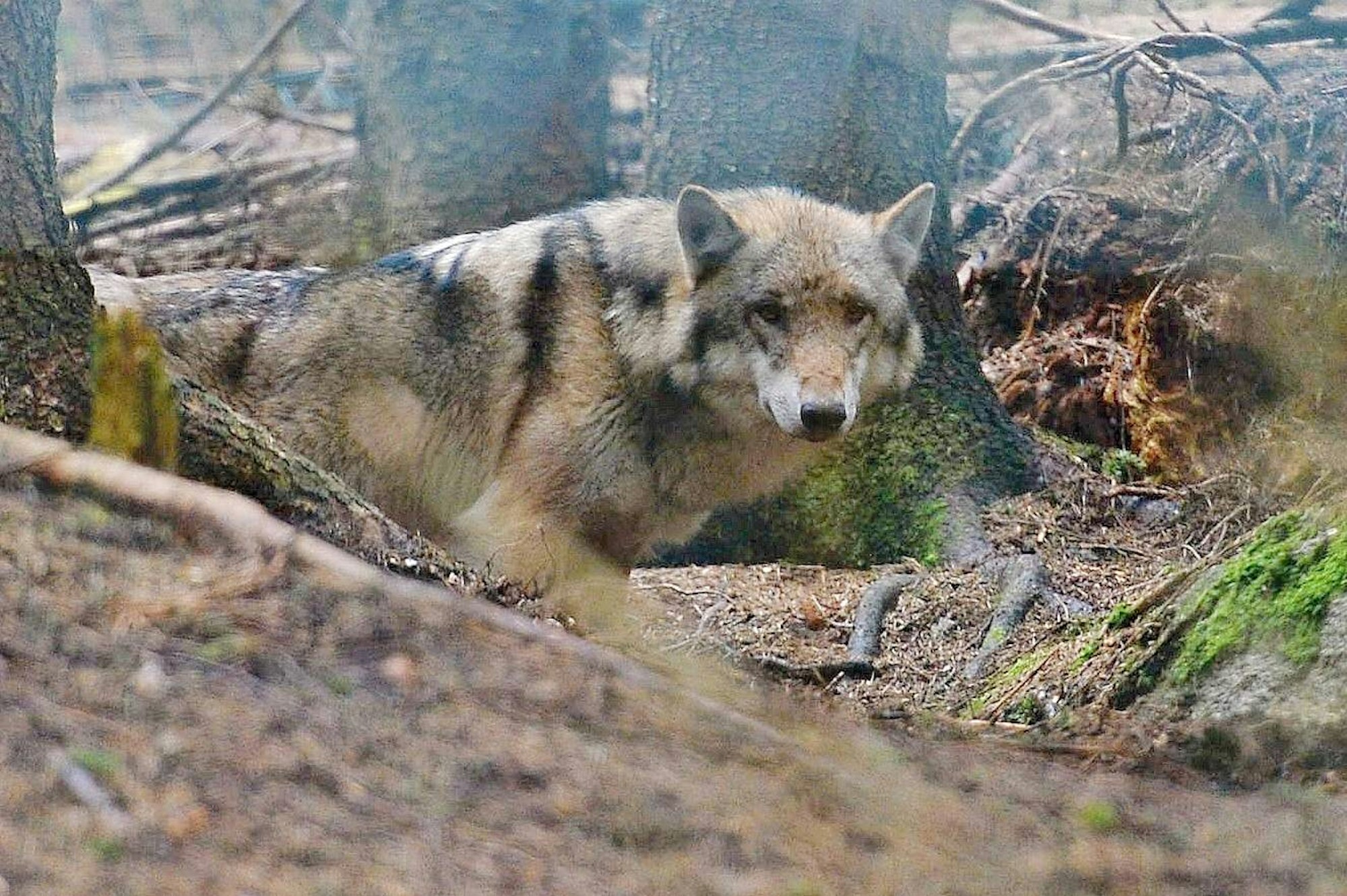 wolf_wald_imago