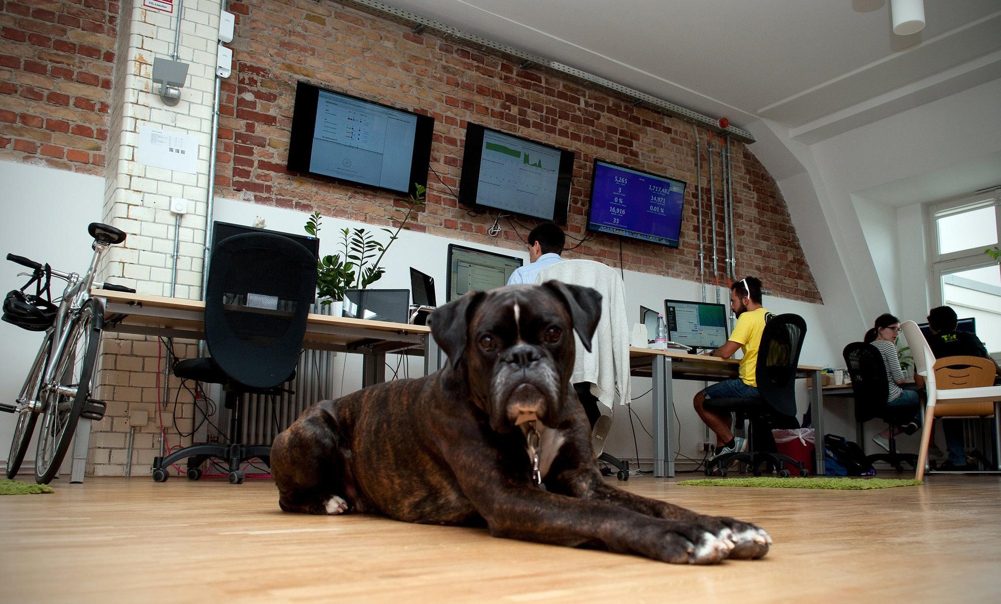 Bürohund