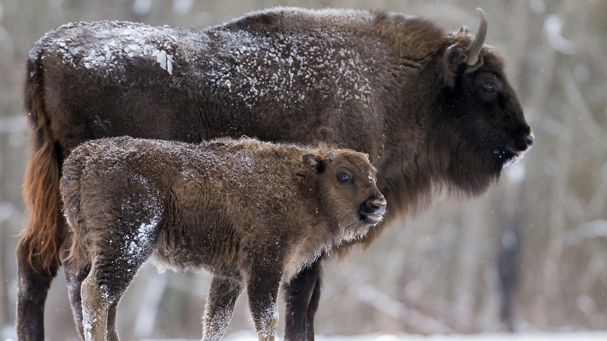 ein großes und ein kleines Wisent mit Schnee auf dem Rücken stehen auf Schnee bedecktem Boden