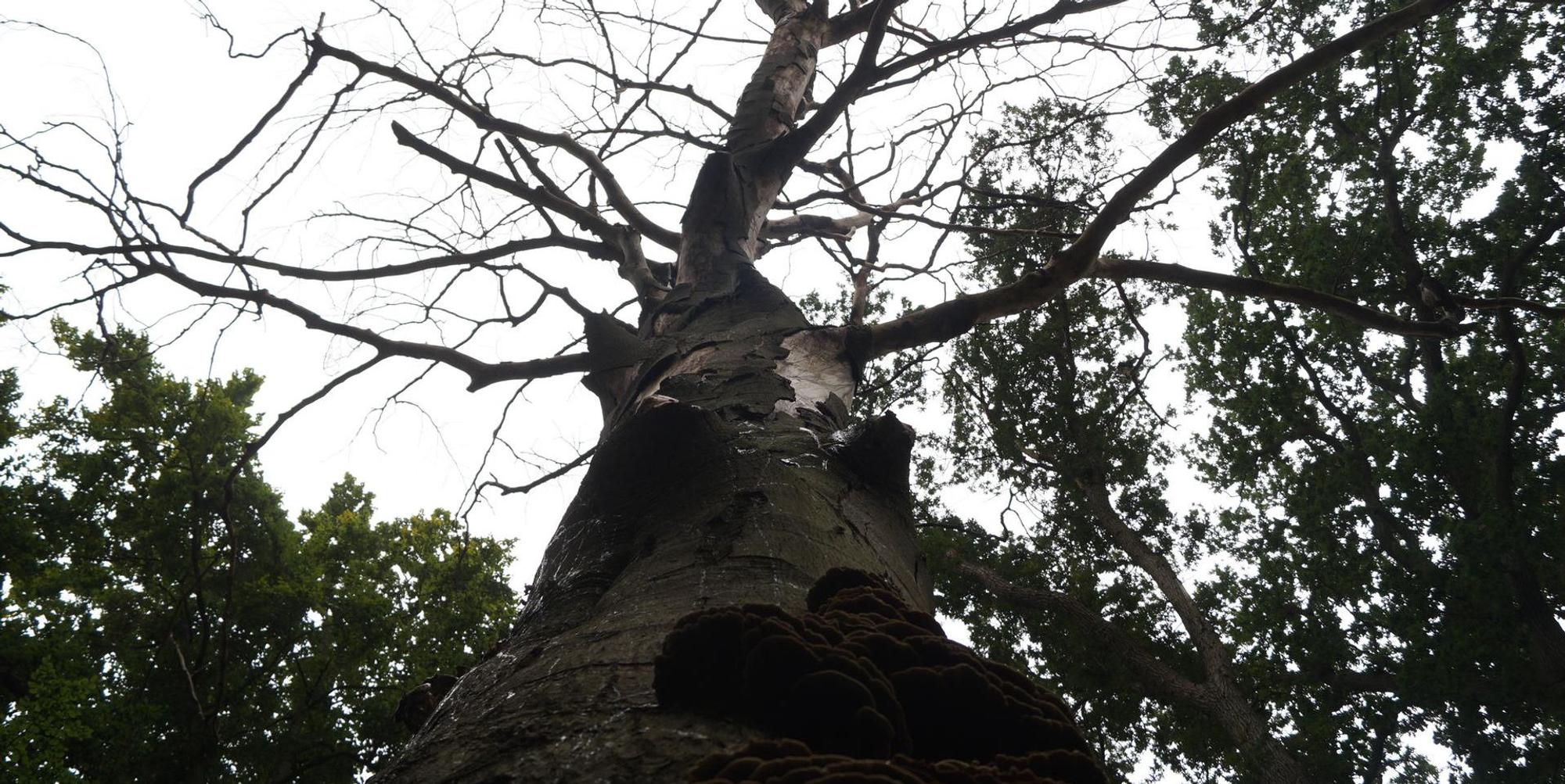 Kerpen Bäume Burgpark Bergerhausen