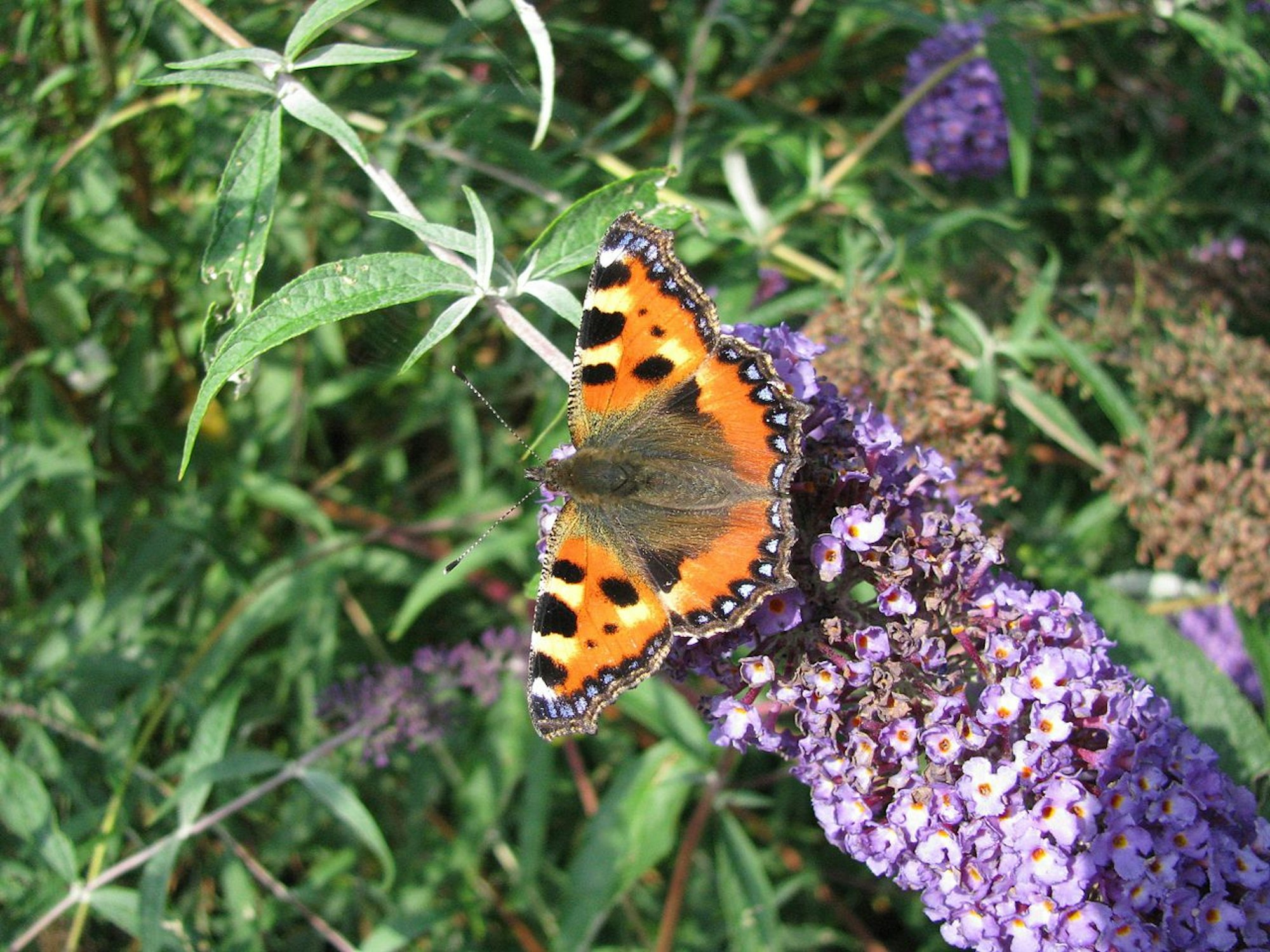 1280px-Schmetterling11b_wiki_puplicdomain_Theoslogie