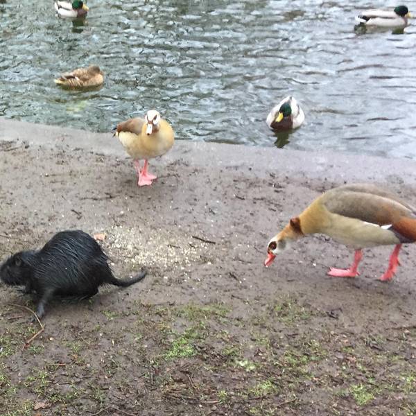Nutria Ebertplatz