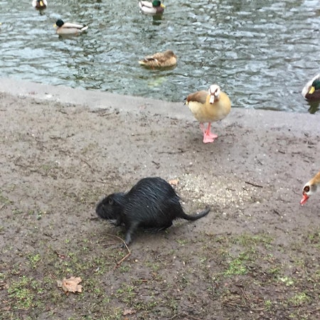 Nutria Ebertplatz