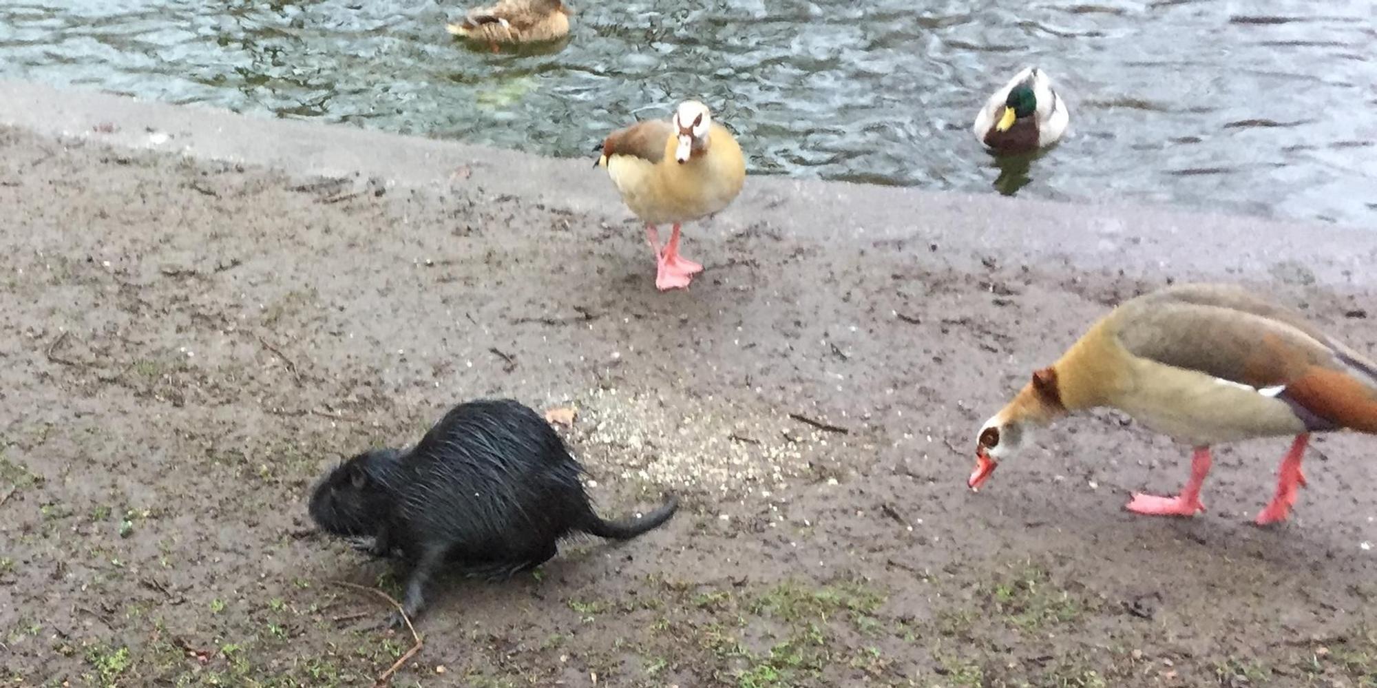 Nutria Ebertplatz
