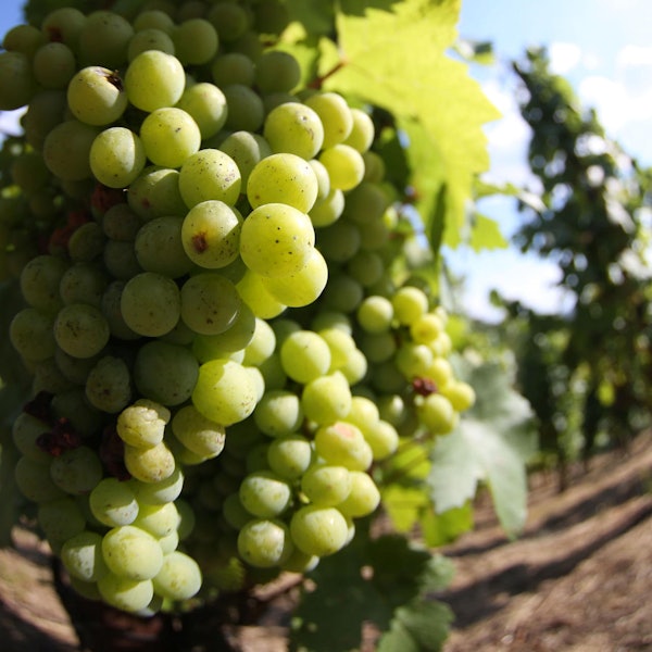 geschichte_winzer_kay_thiel_weinberg