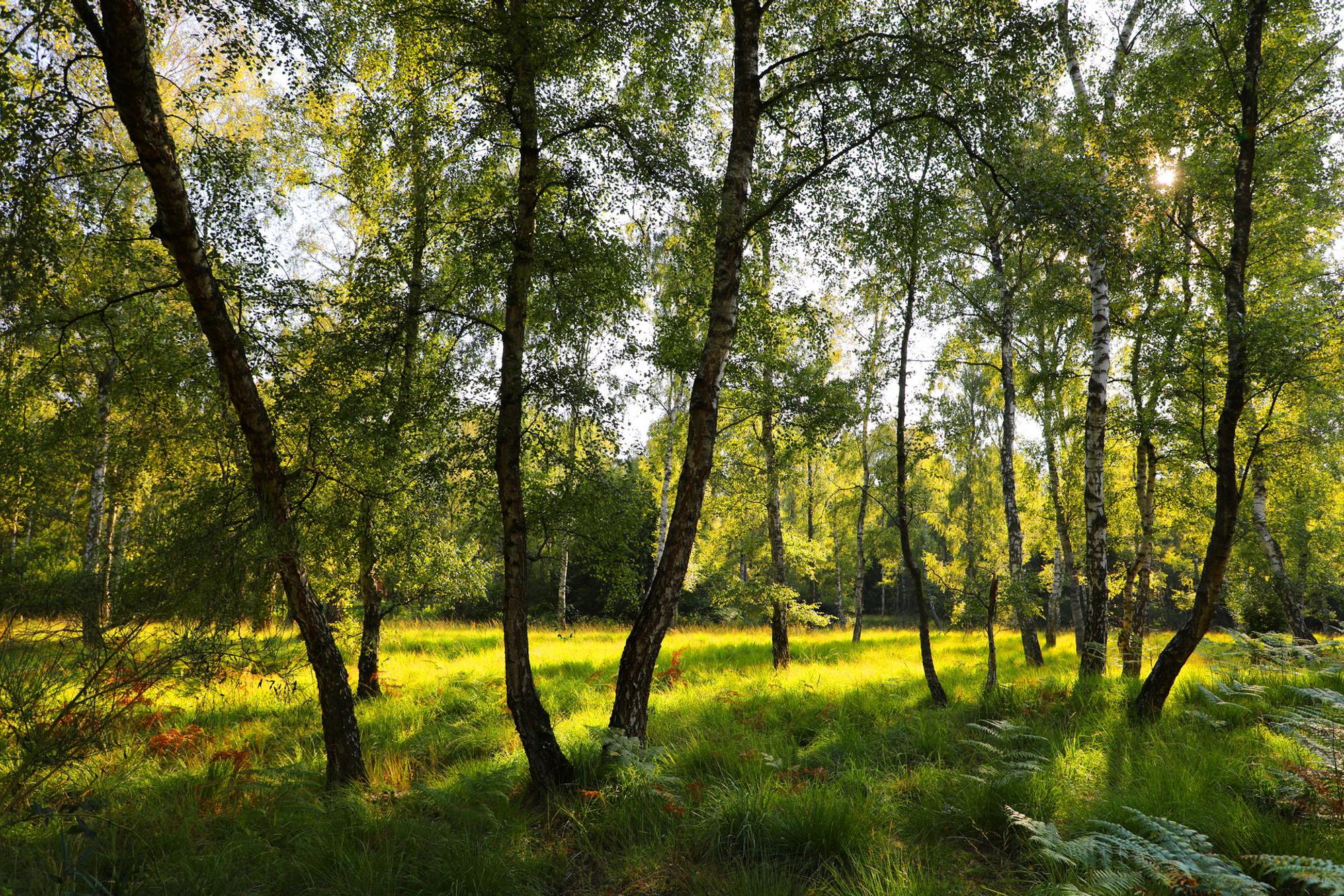 Wahner_Heide_5