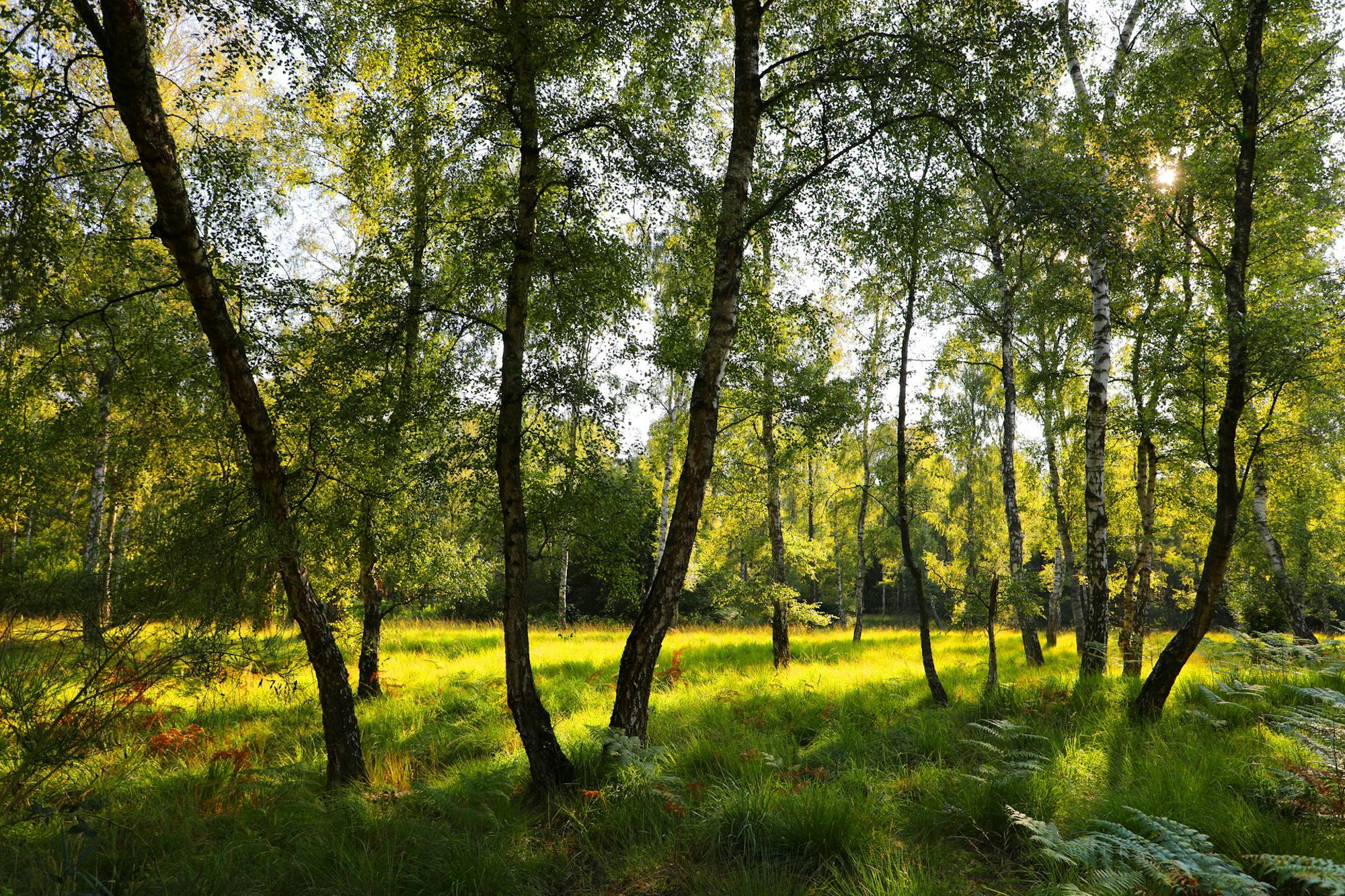 Wahner_Heide_5