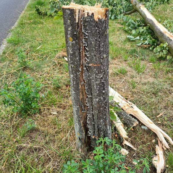 Baum Widdersdorf