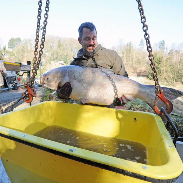 Fisch1