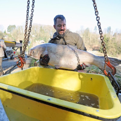 Fisch1