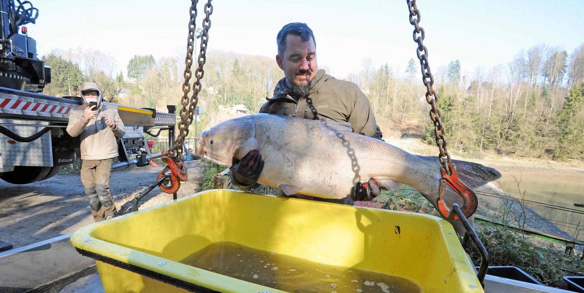 Fisch1