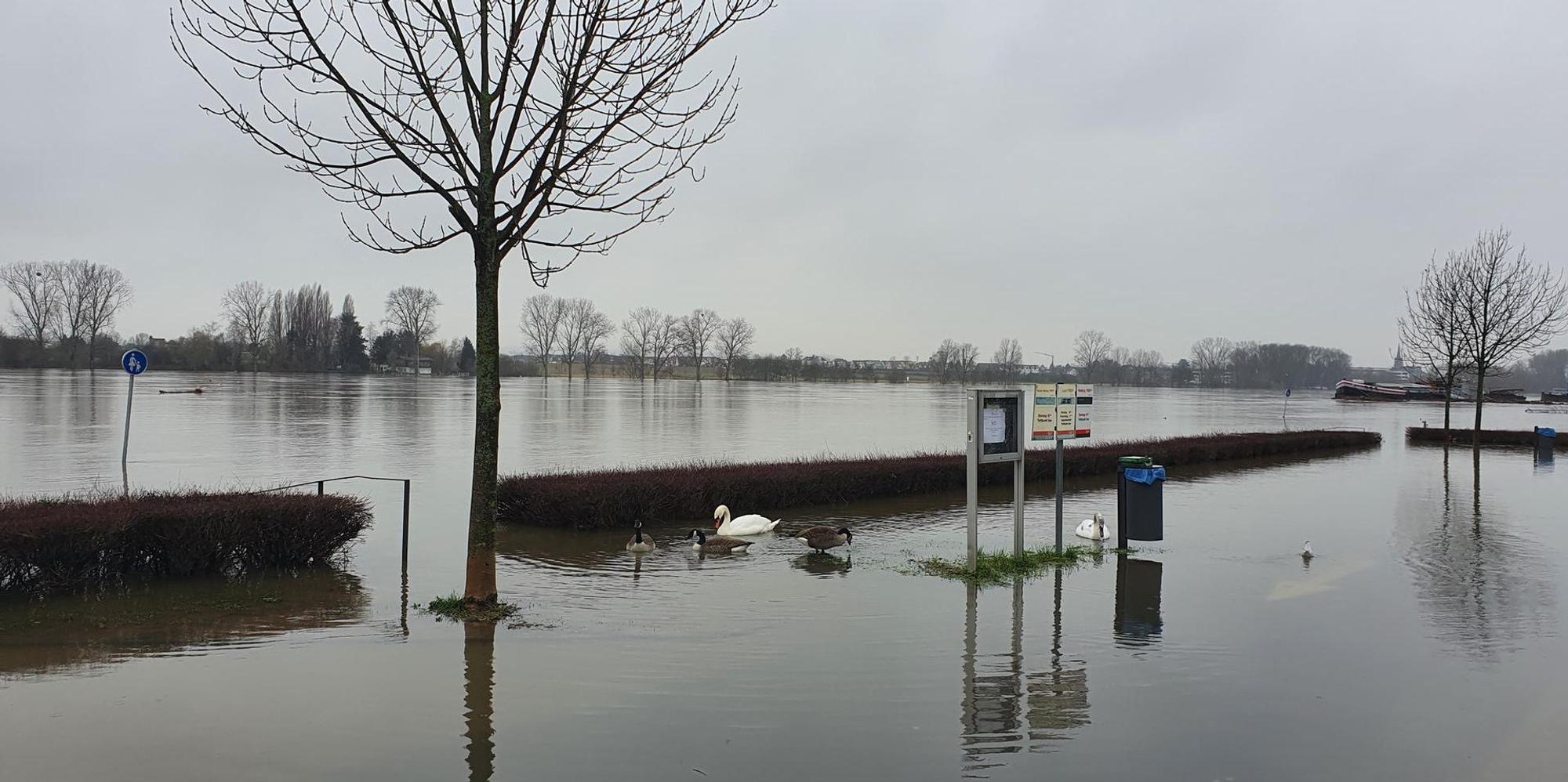 Hochwasser Niederkassel 2 010221