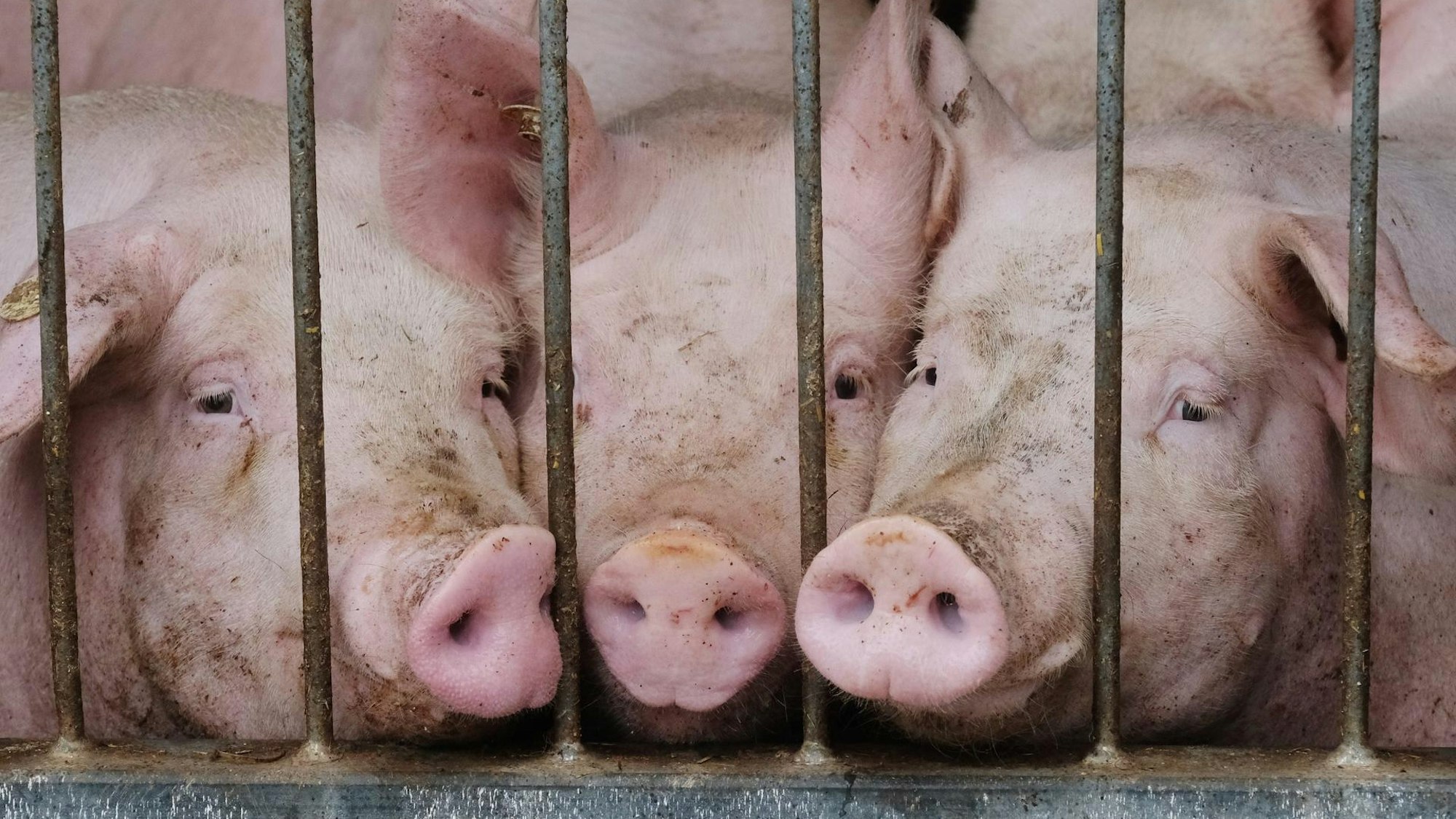 Drei Schwene stecken ihre Rüssel durch ein Käfiggitter.
