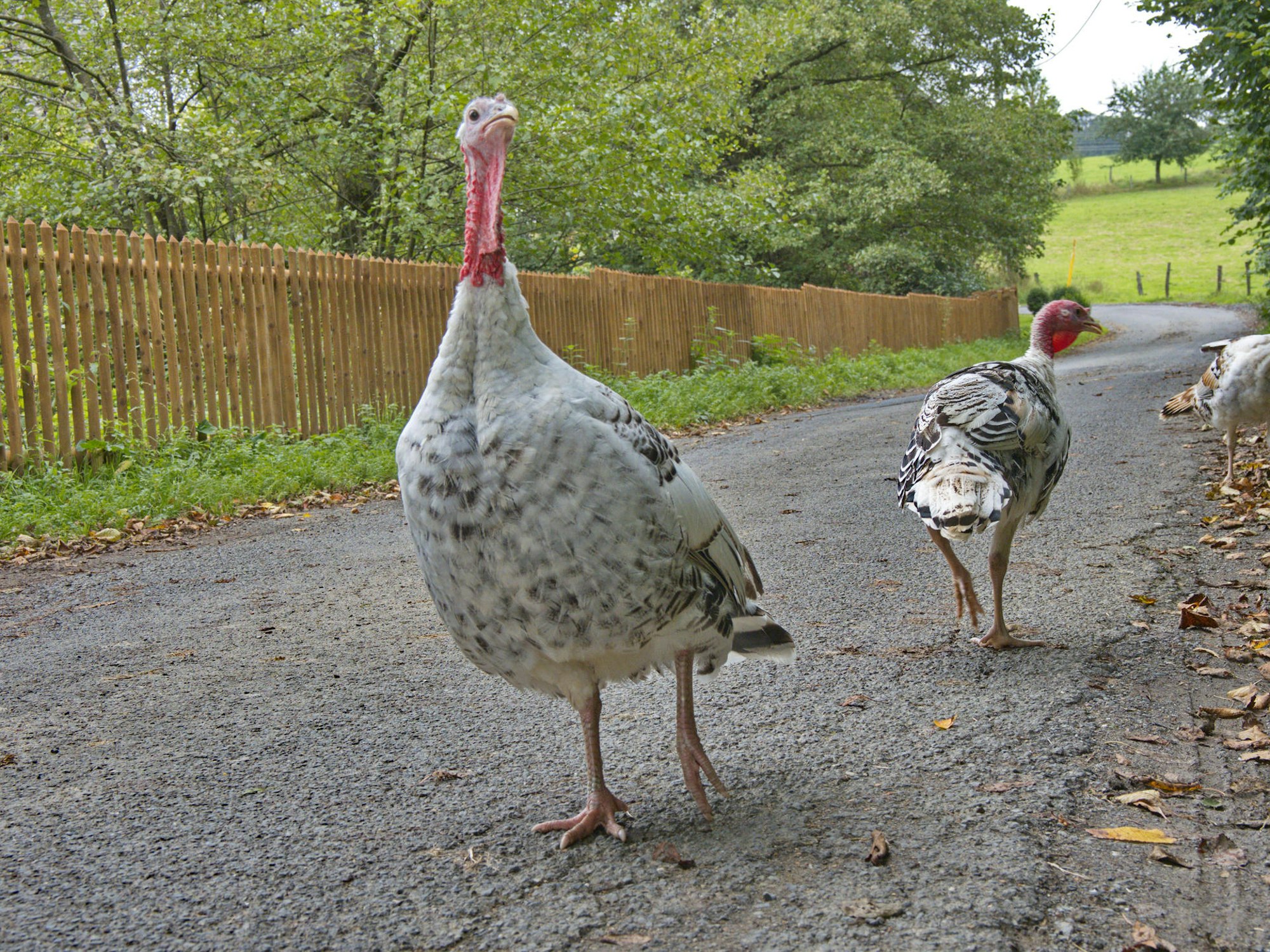 Wanderung Schloss Gimborn Bergisches Land 04 Enten