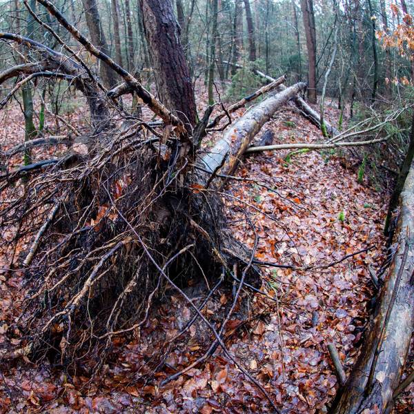 Wald_Schaeden_durch_Stuerme_Symbolfoto