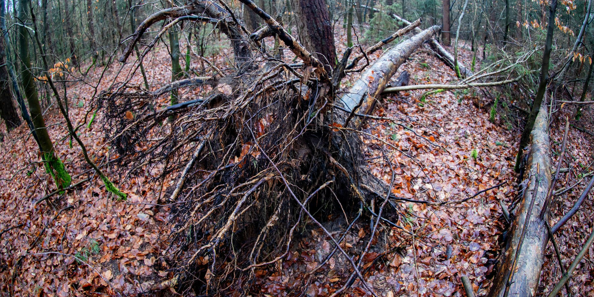 Wald_Schaeden_durch_Stuerme_Symbolfoto