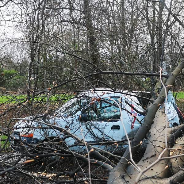 Baum auf Auto Militärring HOLECEK