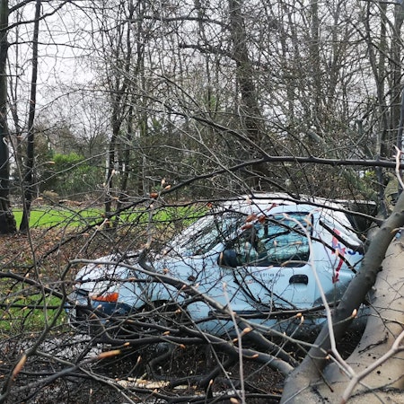 Baum auf Auto Militärring HOLECEK