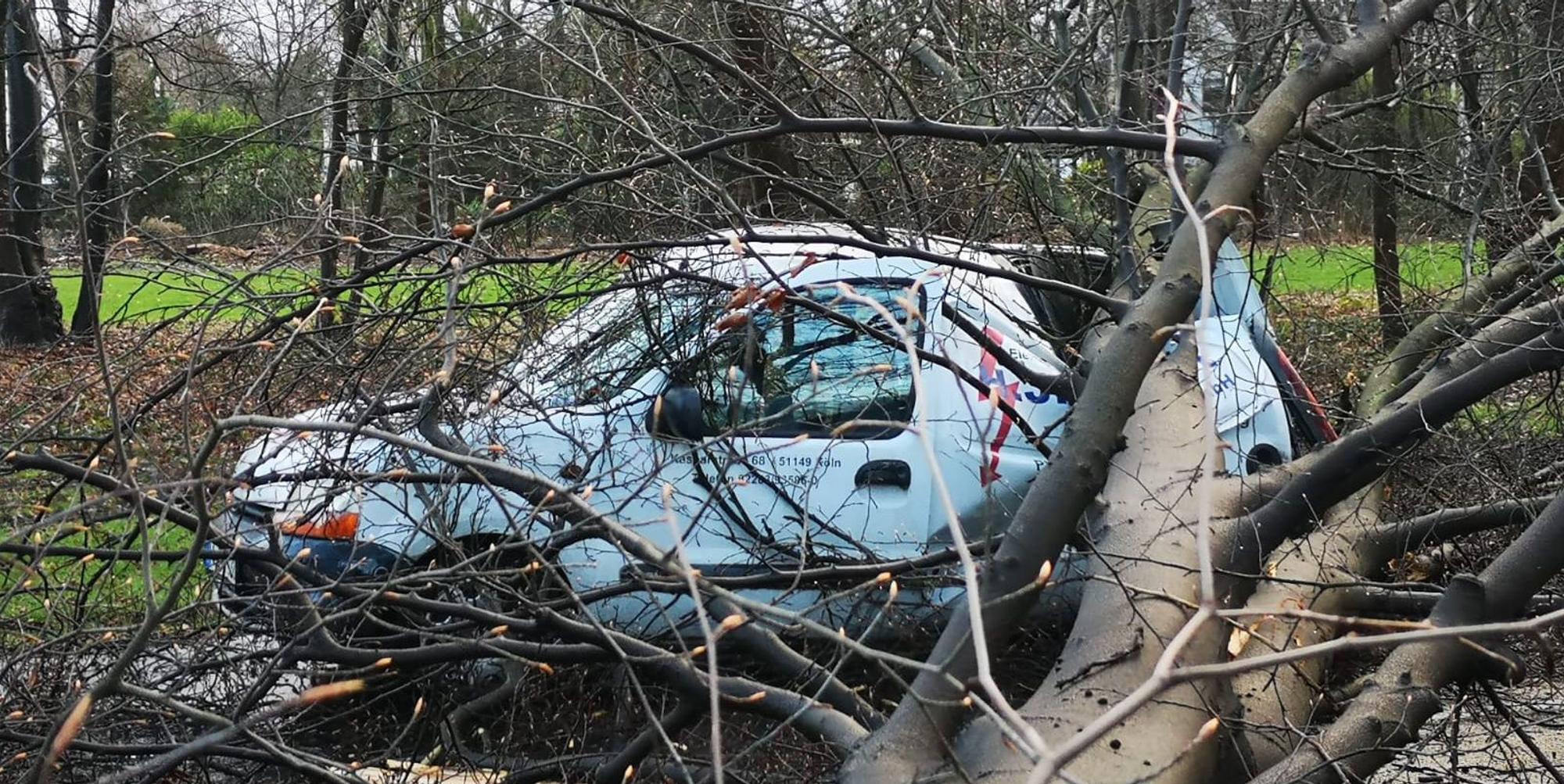Baum auf Auto Militärring HOLECEK