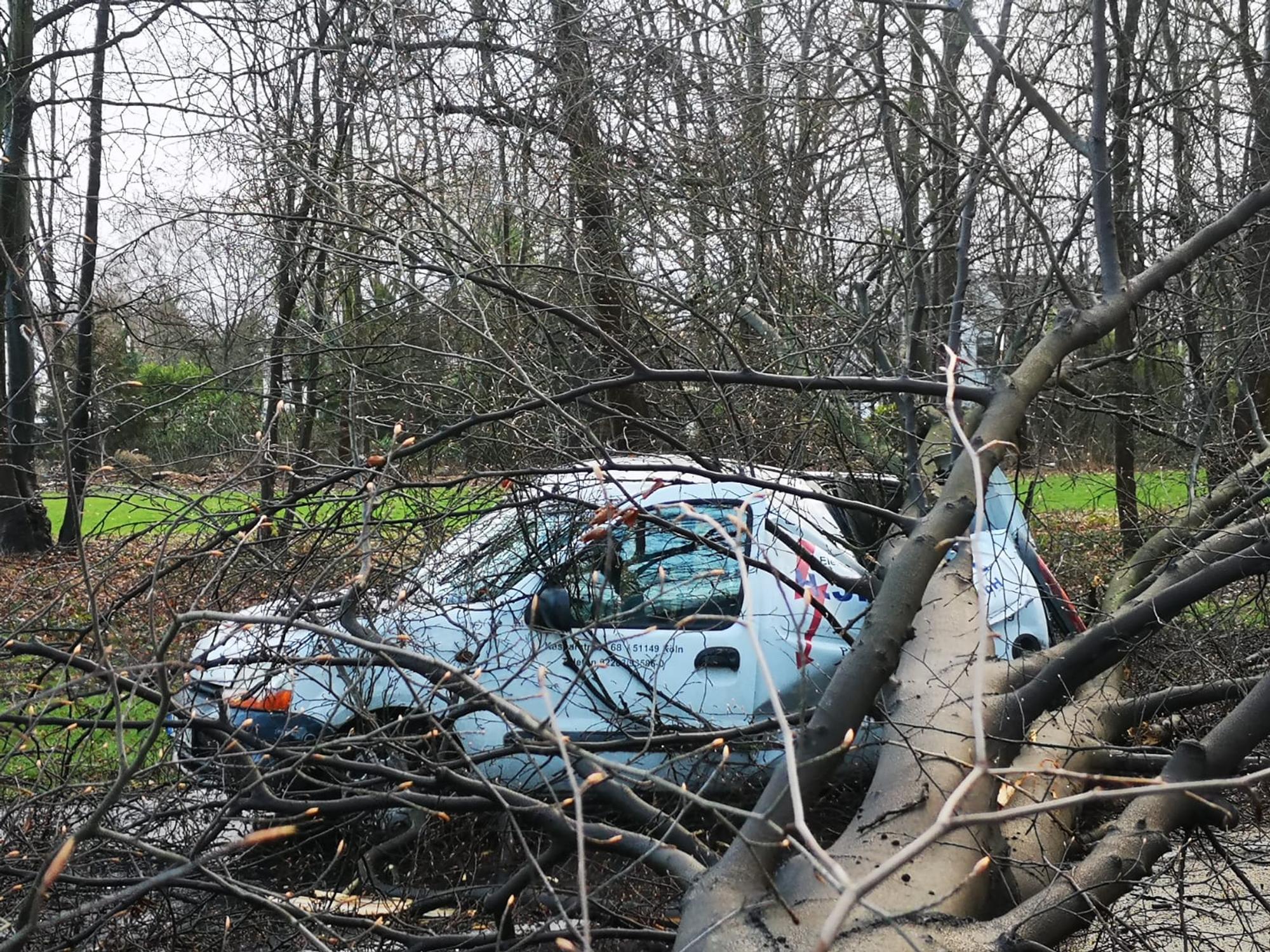 Baum auf Auto Militärring HOLECEK