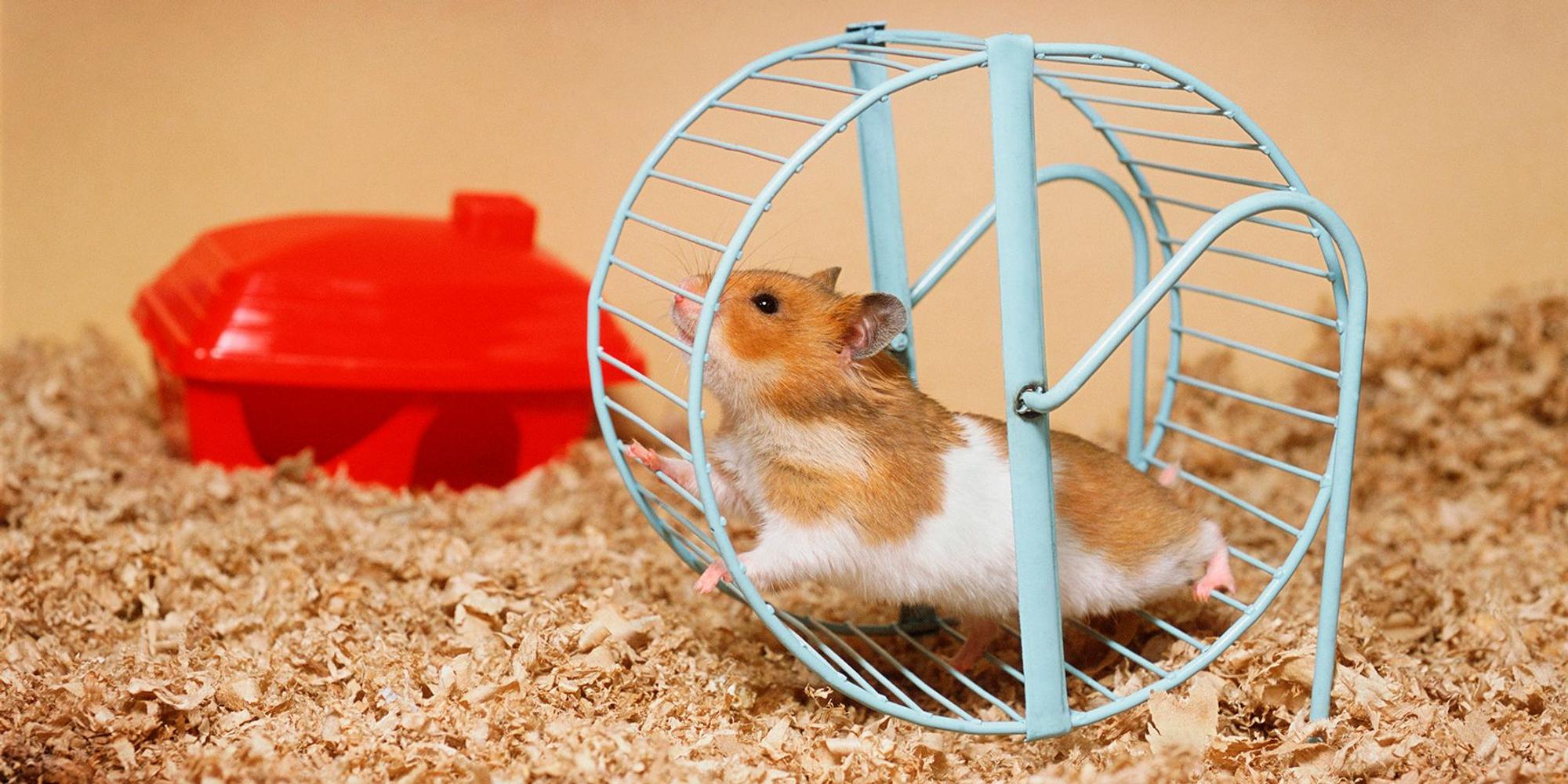 Hamsterrad