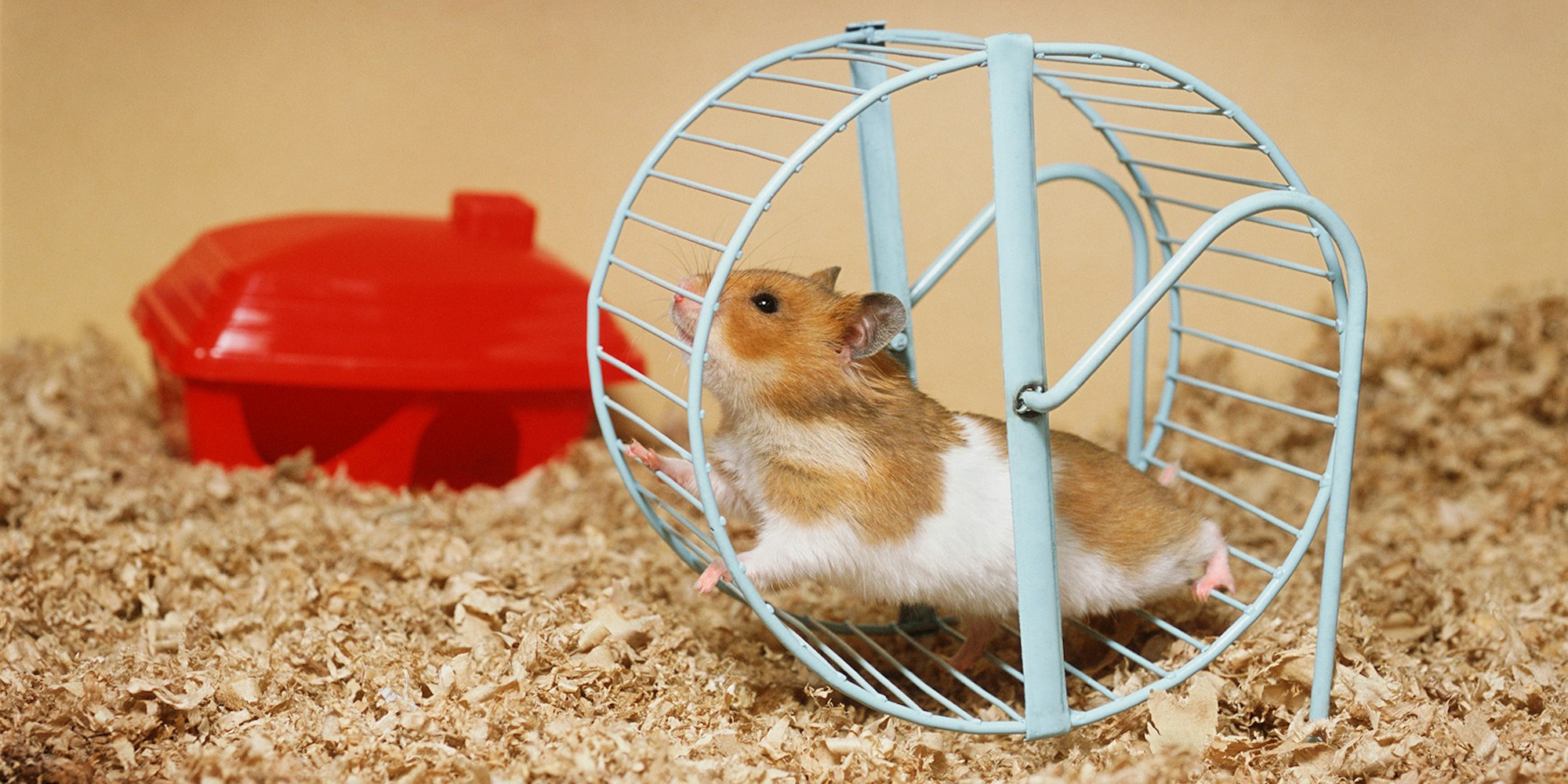 Hamsterrad