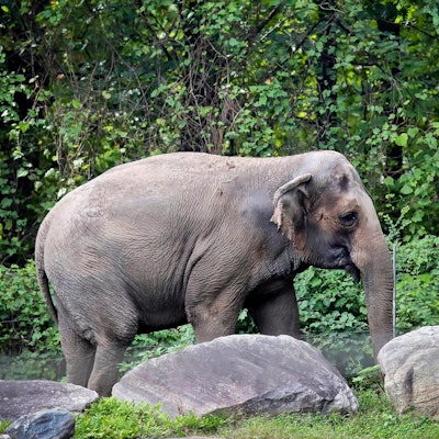 Elefant happy 140622