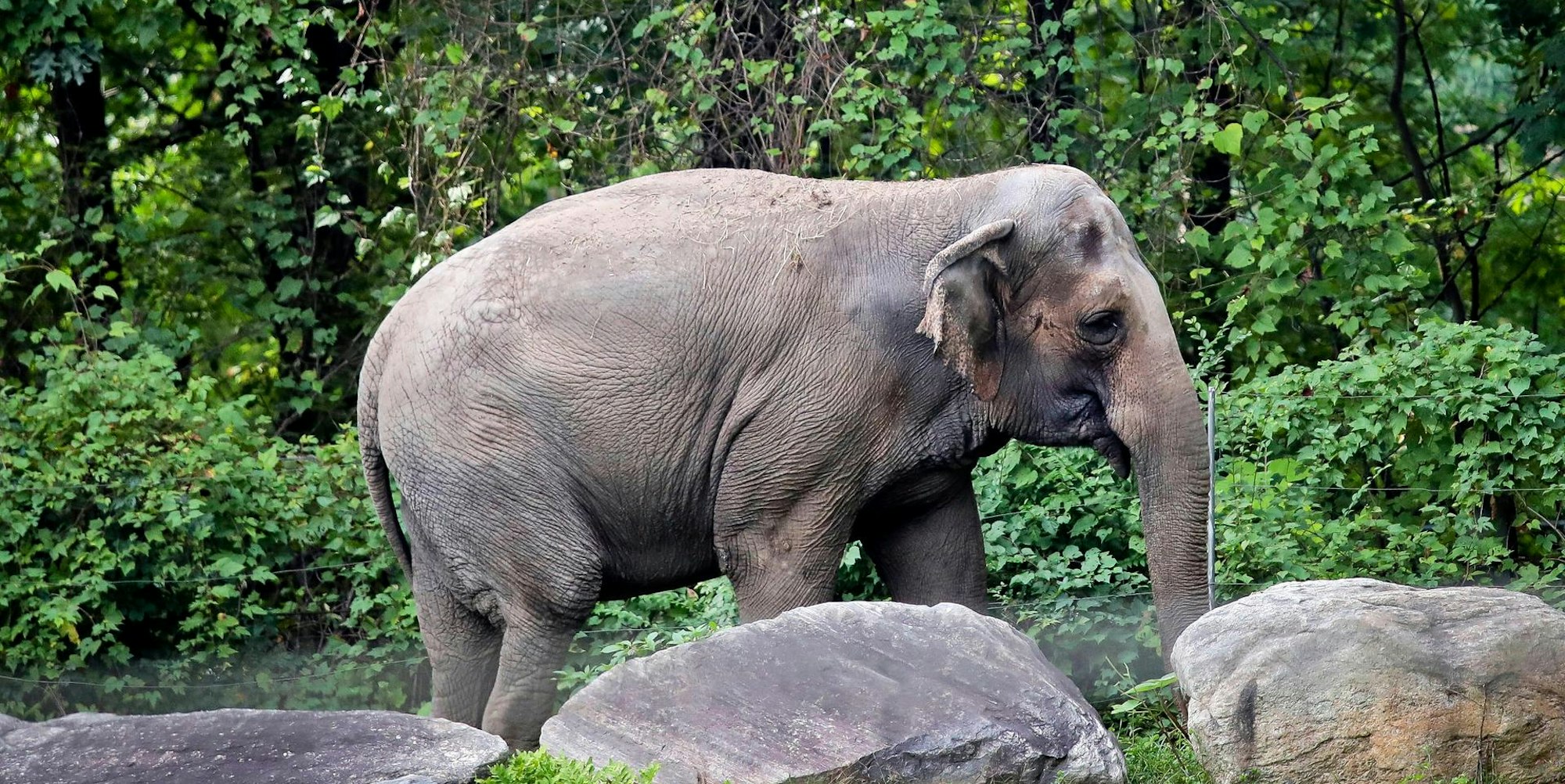 Elefant happy 140622