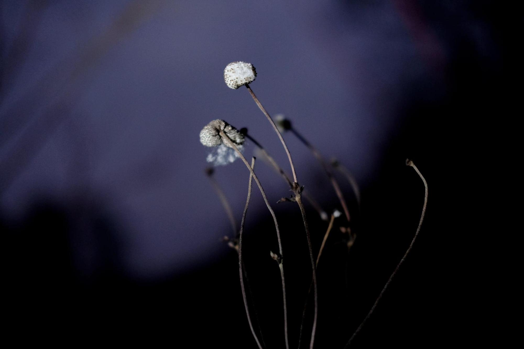 Japanische Anemone