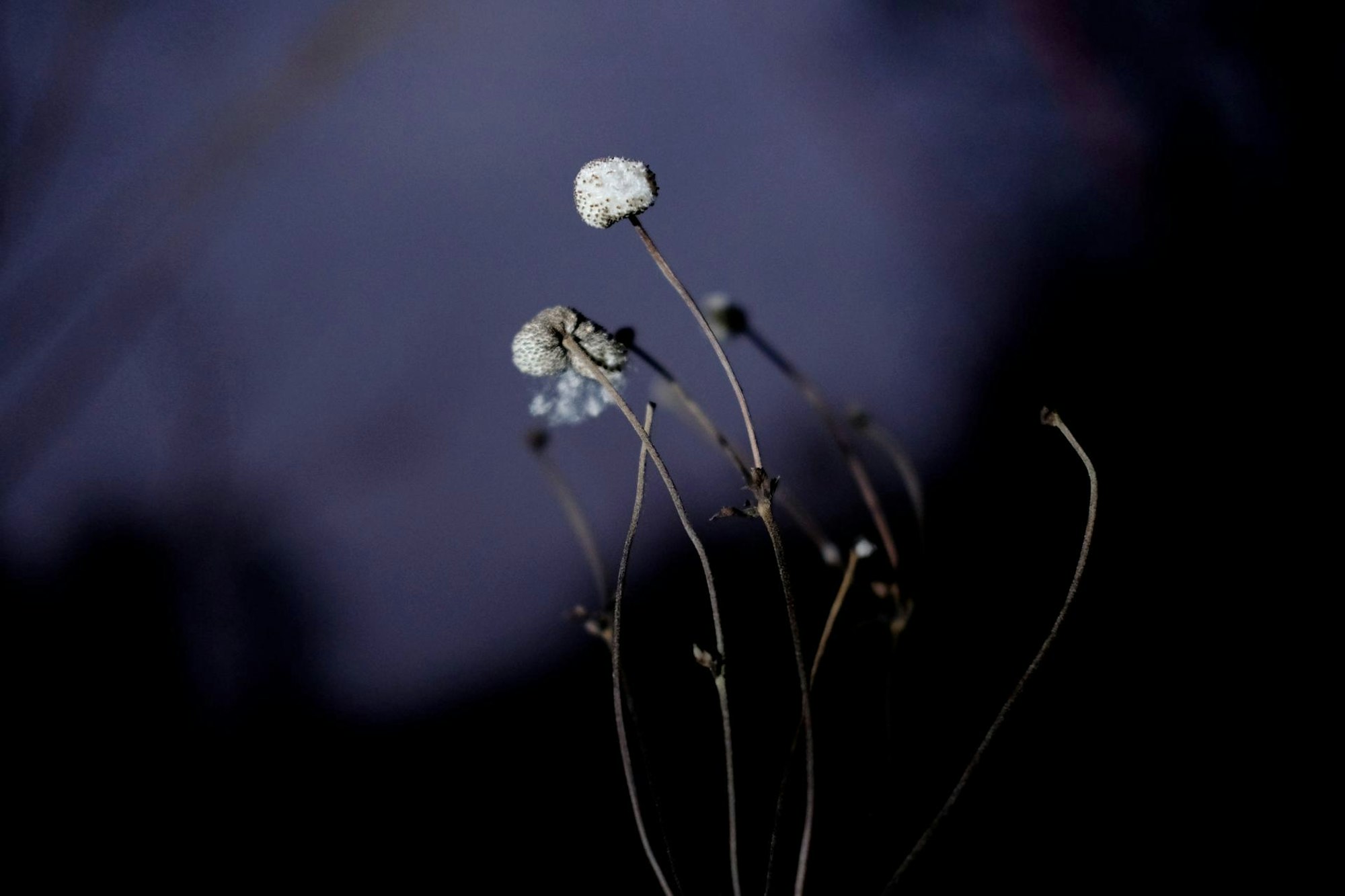 Japanische Anemone