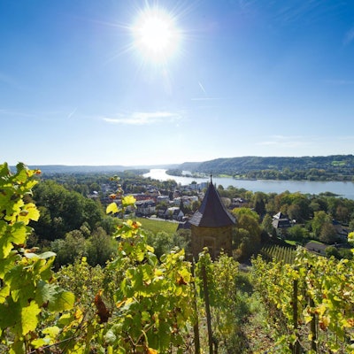 Wein am Rhein1
