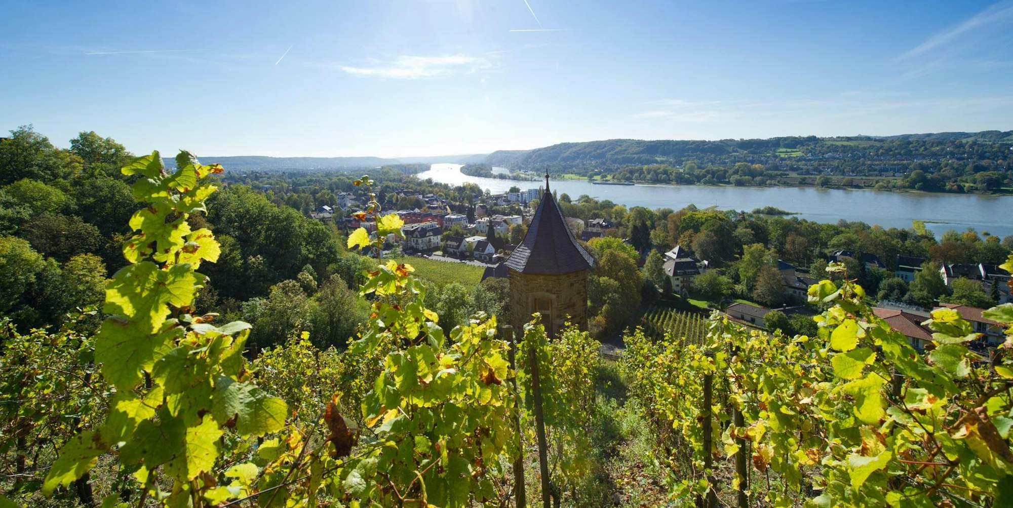 Wein am Rhein1