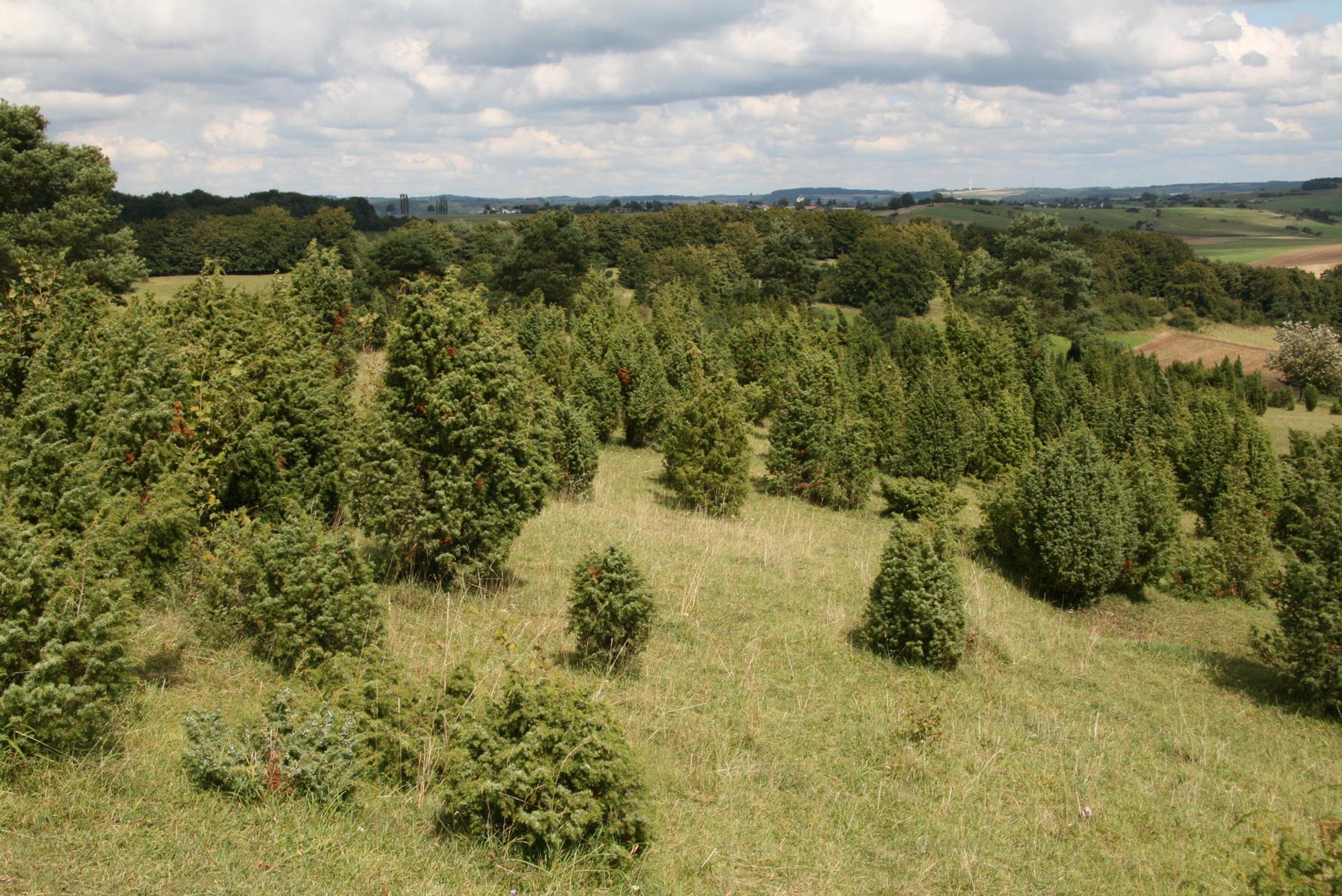 Wacholderheide_alendorf_eifelWiki