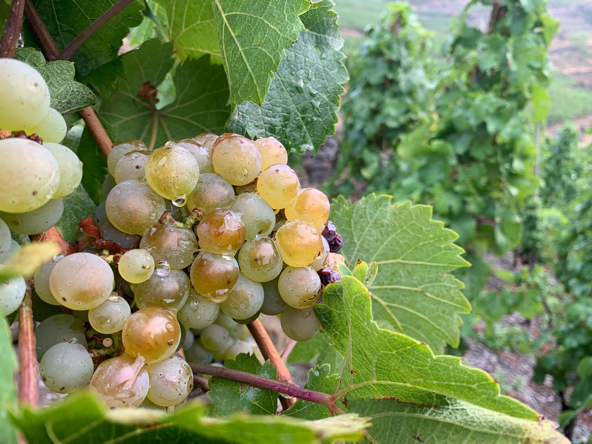 2022-09-15-WOR-ahr-Weinlese-sermann-018
