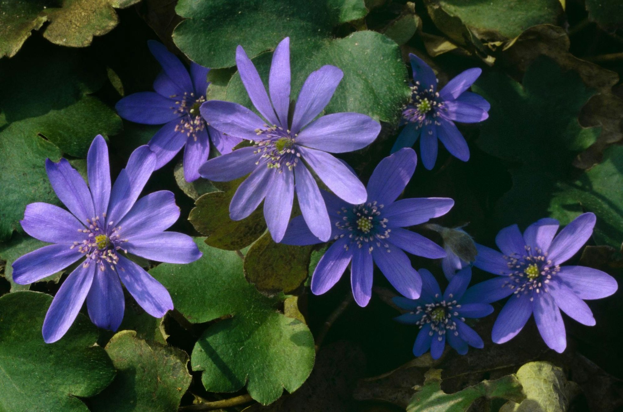 Leberblümchen55793569