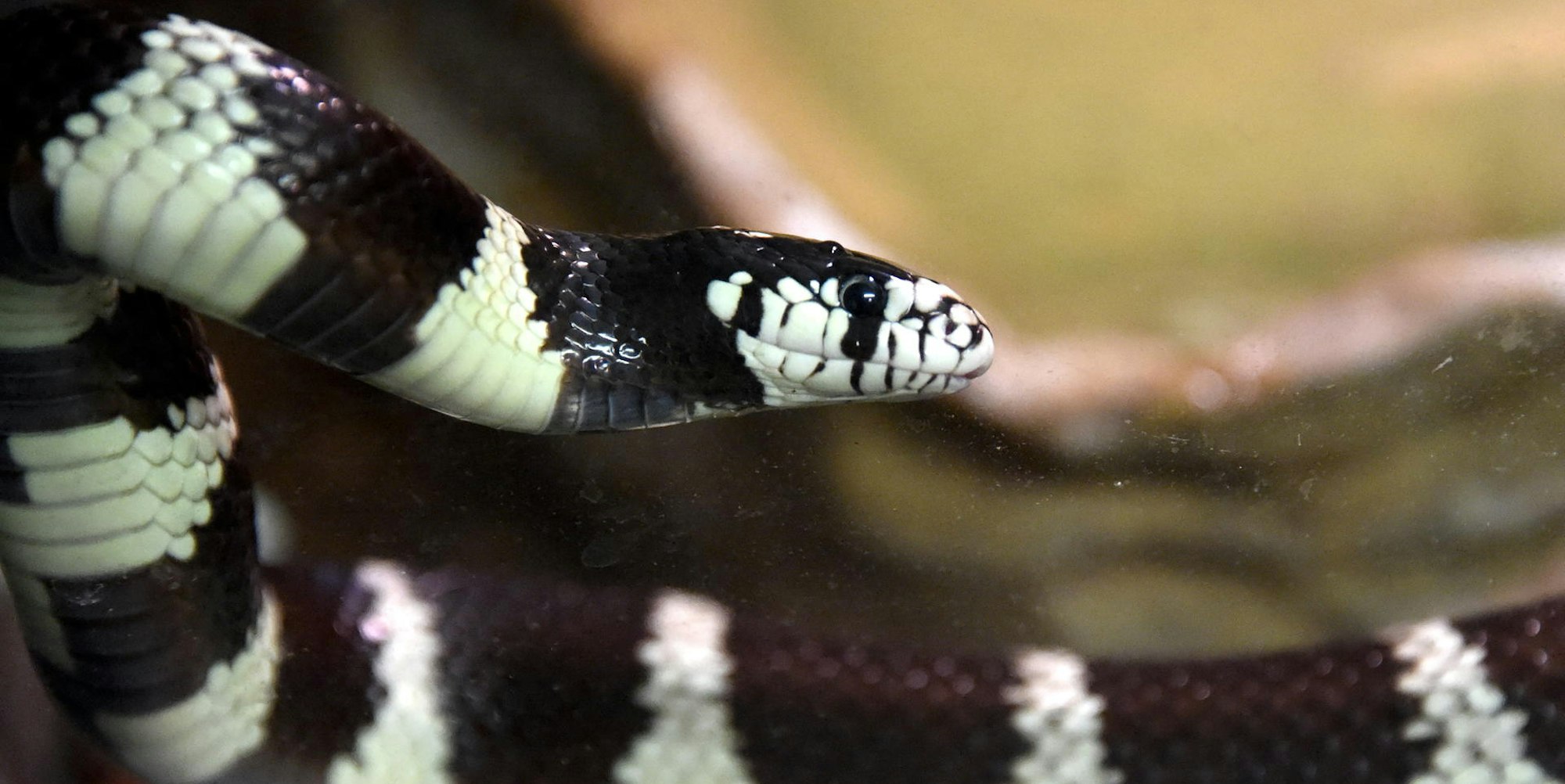 Kalifornische Kettennatter PA 080822