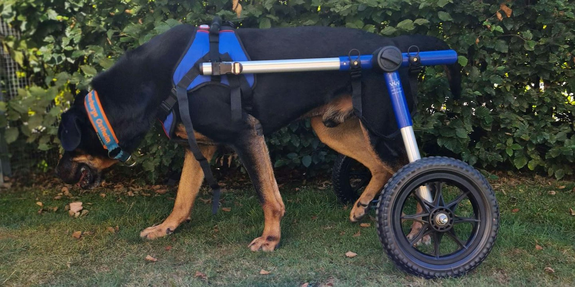 Neuer Inhalt
