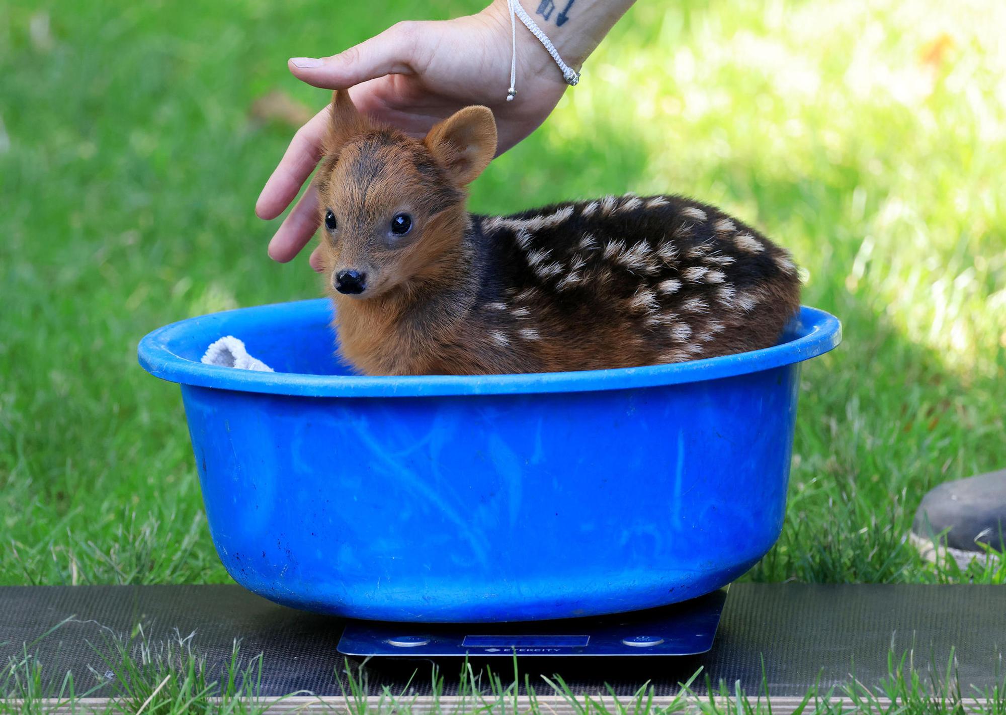 Südpudu2