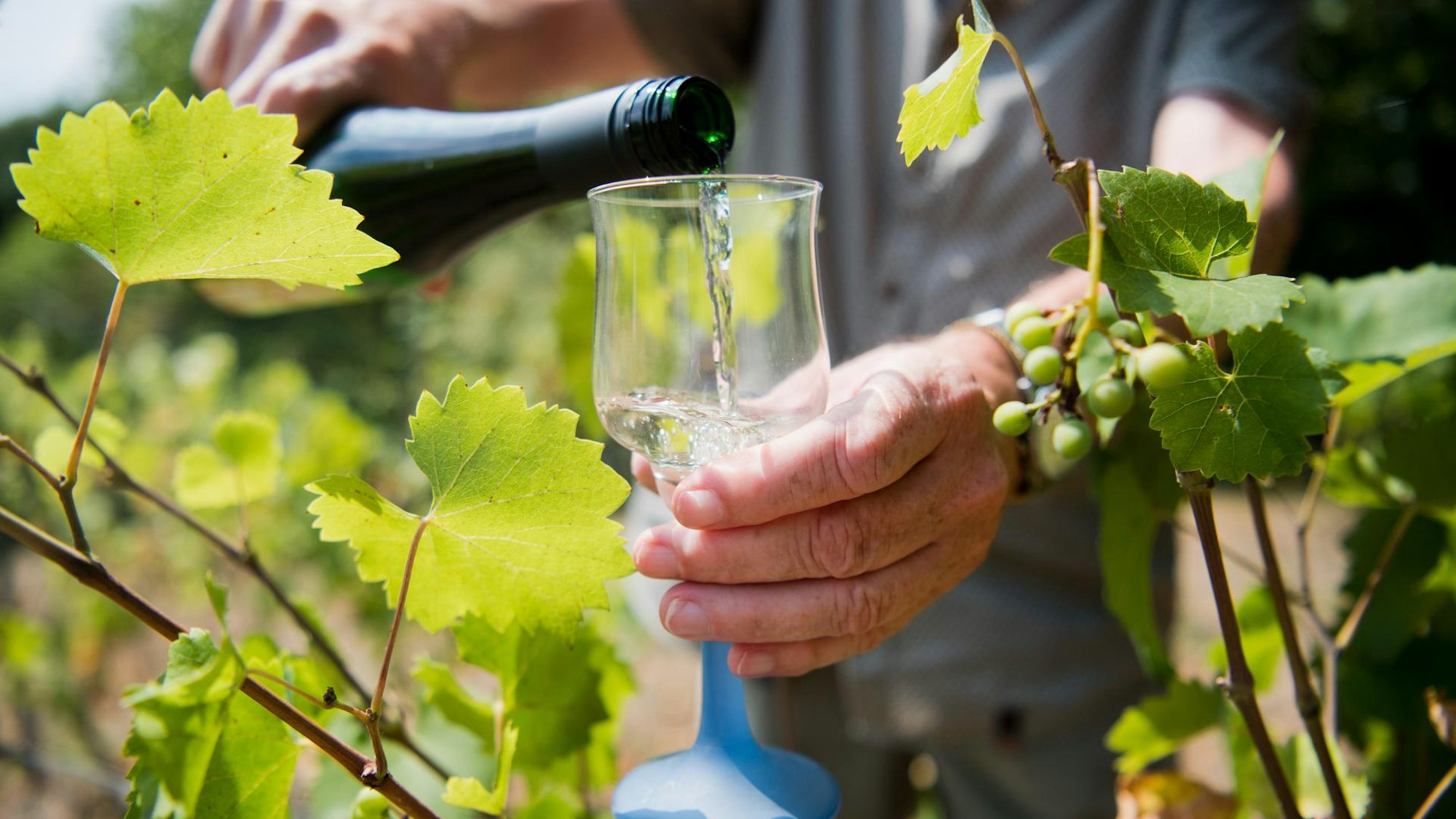 Wein trinken zwischen Weinreben.