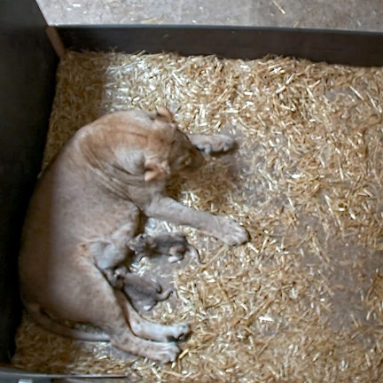 B_Zoo Leipzig Löwen Babys_050819