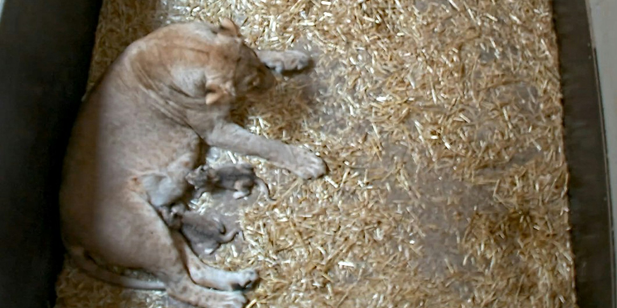 B_Zoo Leipzig Löwen Babys_050819