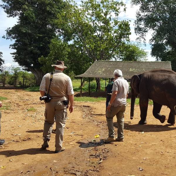 Elefant mit neuer Prothese