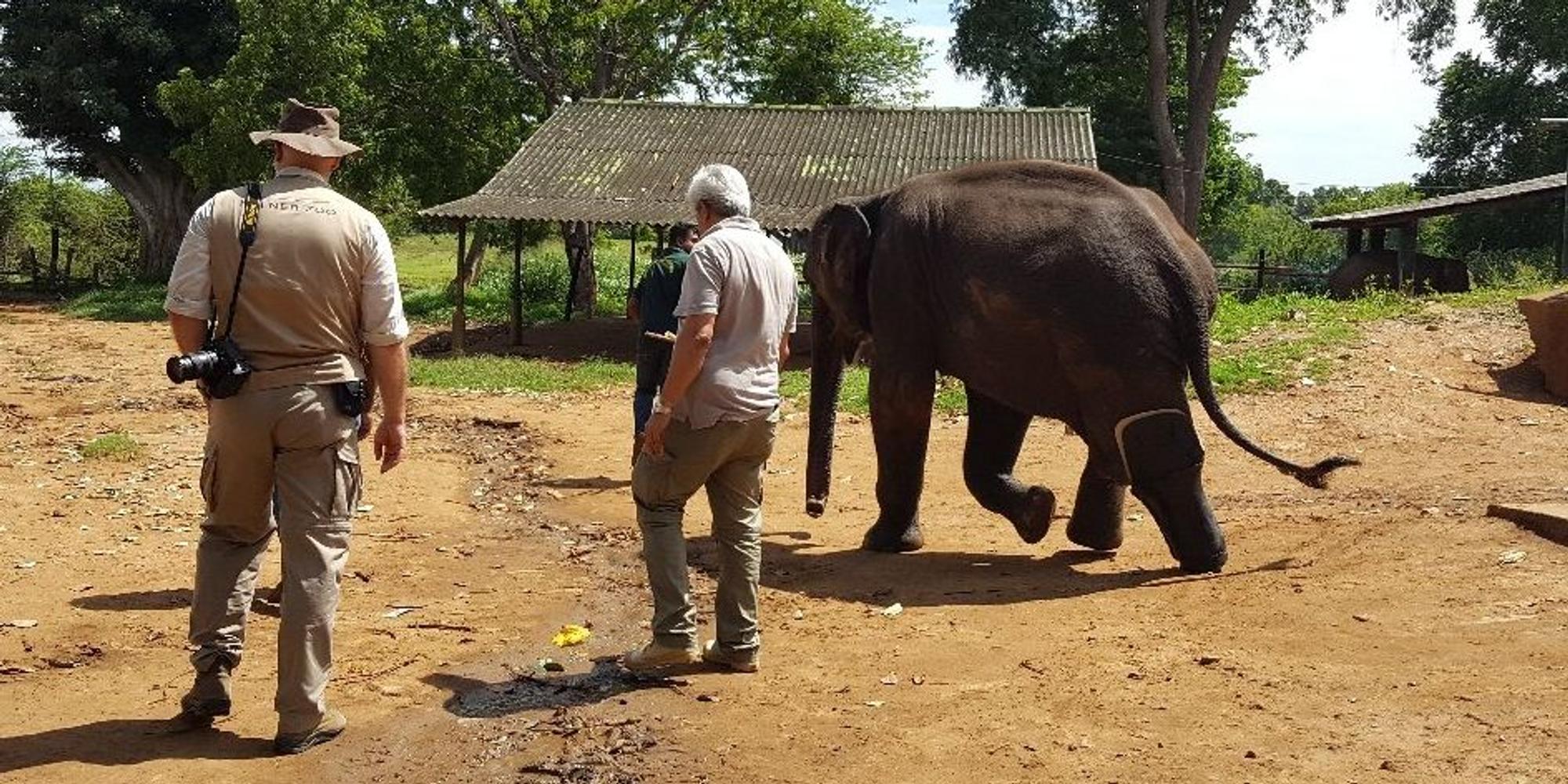Elefant mit neuer Prothese