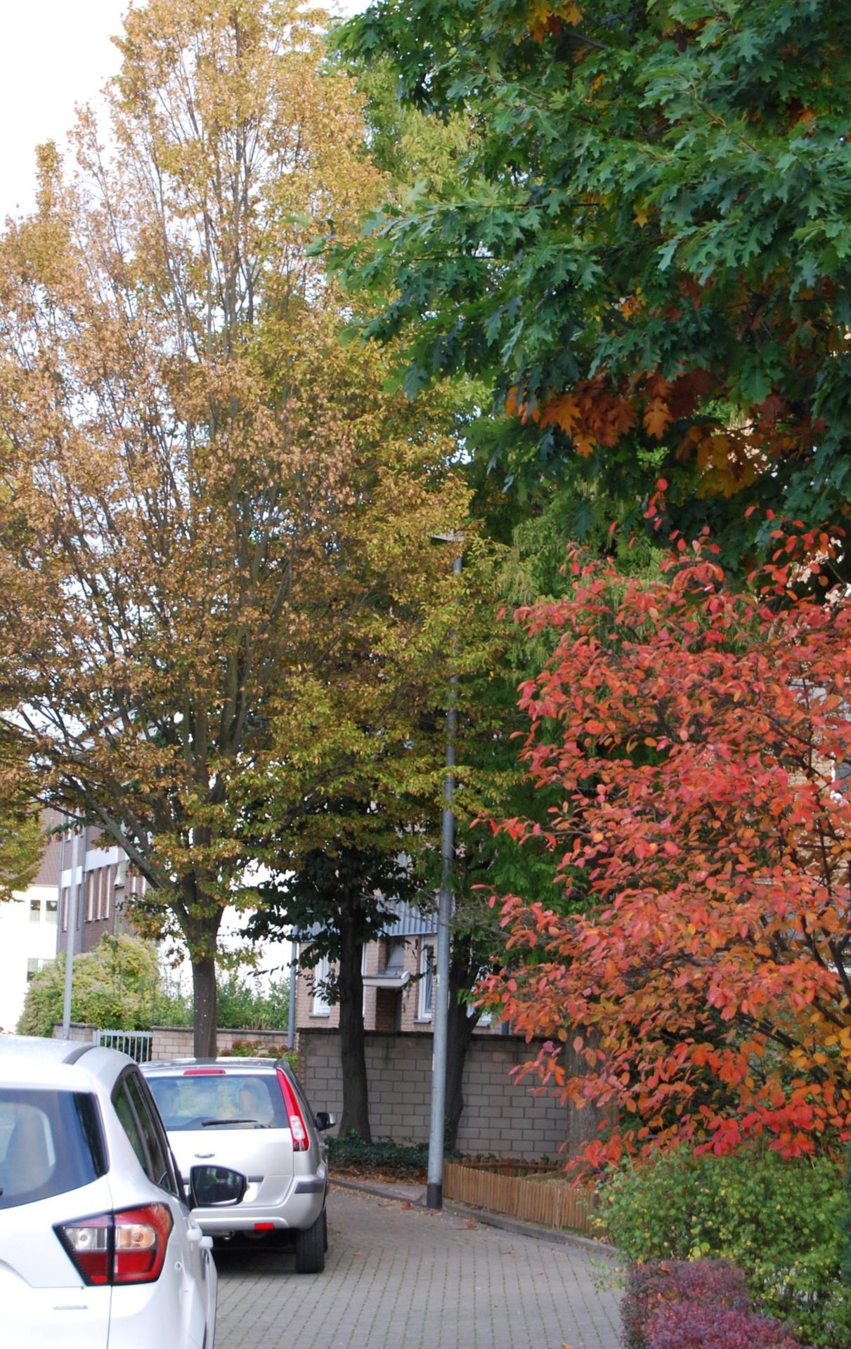 Euskirchen_Rückschnitt