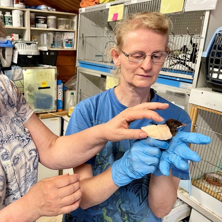 20220726-seb-wildvogelstation1